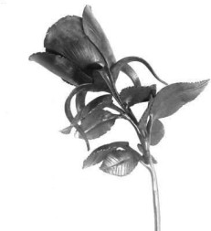 Роза в сборе Арт. 2106